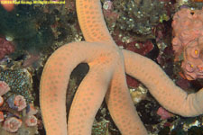 sea star